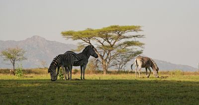 Sebra / Common Zebra