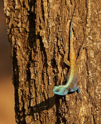 Bloukopkoggelmander / Southern Tree Agama