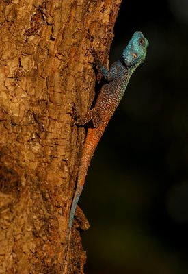 Bloukopkoggelmander / Southern Tree Agama