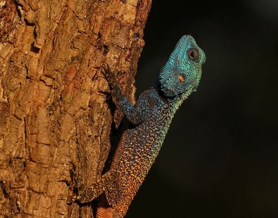 Bloukopkoggelmander / Southern Tree Agama