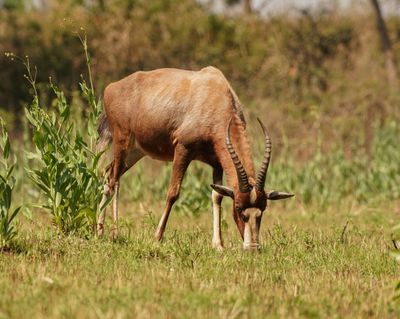 Blesbok / Bontebok
