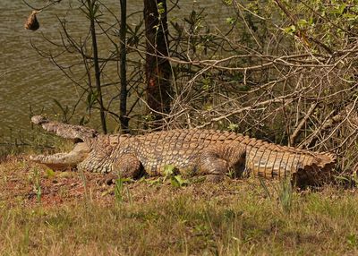 Krokodil / Nile Crocodile
