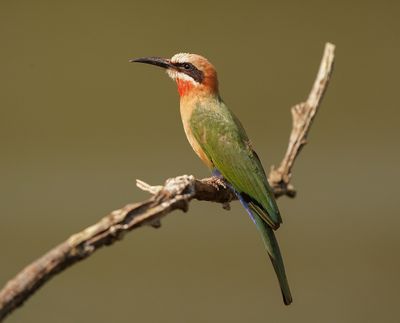 Rooikeelbyvreter / White-fronted Bee-eater