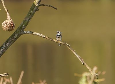 Bontvisvanger / Pied Kingfisher