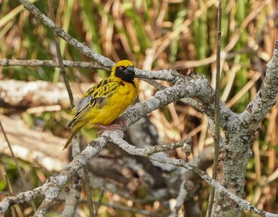 Bontrugwewer / Village Weaver