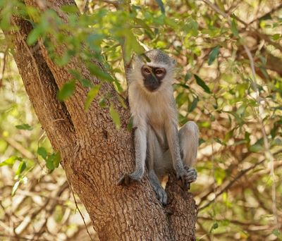 Blouaap / Vervet Monkey