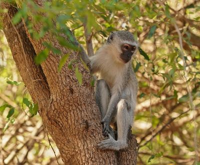 Blouaap / Vervet Monkey