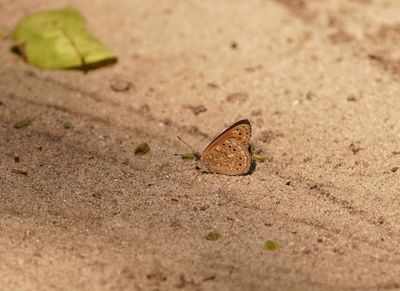 Donker Boombruintjie / Boisduval's Tree Nymph