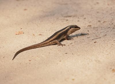 Gestreepte Gladde Akkedis / Striped Skink