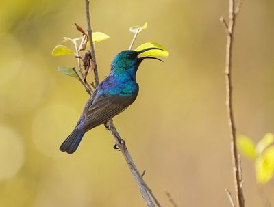 Purperbandsuikerbekkie / Purple-banded Sunbird