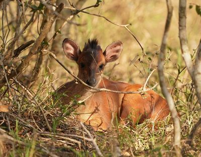Rooiduiker / Red Forest Duiker