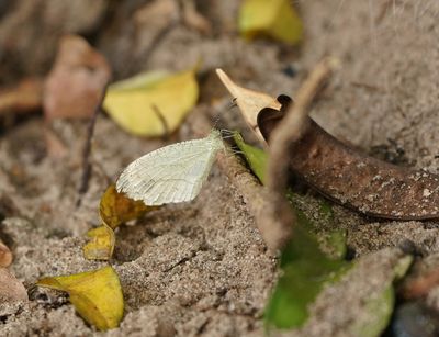 Fladderpapiertjie / African Wood White