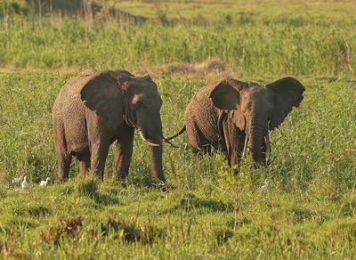 Savanne-olifant / African Elephant
