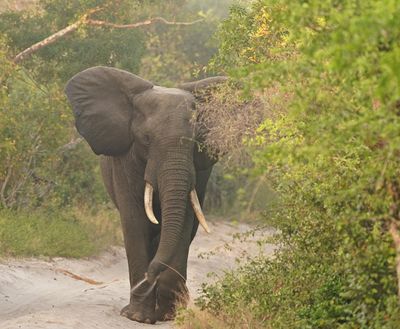 Savanne-olifant / African Elephant