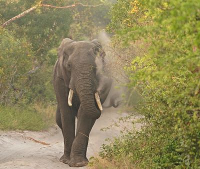 Savanne-olifant / African Elephant
