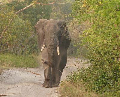 Savanne-olifant / African Elephant