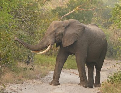 Savanne-olifant / African Elephant