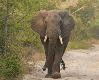 Savanne-olifant / African Elephant