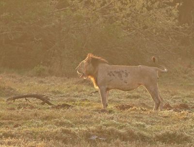 Leeu / Lion