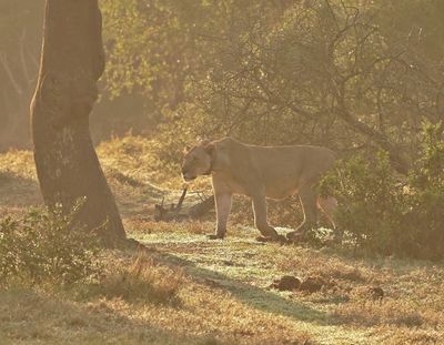 Leeu / Lion
