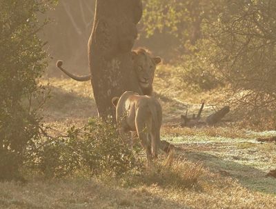 Leeu / Lion