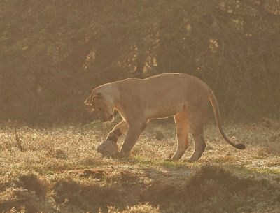 Leeu / Lion