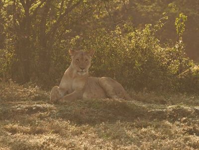 Leeu / Lion