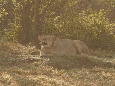 Leeu / Lion