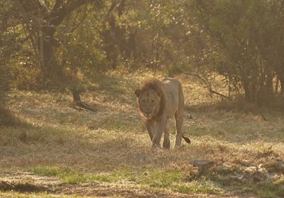 Leeu / Lion