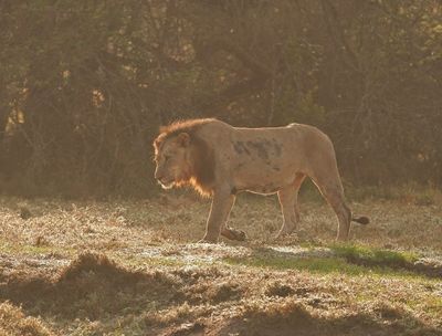 Leeu / Lion