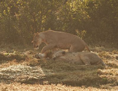 Leeu / Lion