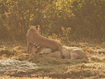 Leeu / Lion