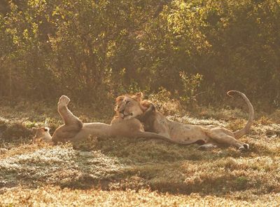Leeu / Lion
