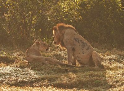 Leeu / Lion