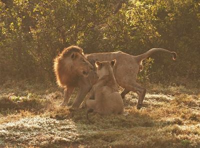 Leeu / Lion