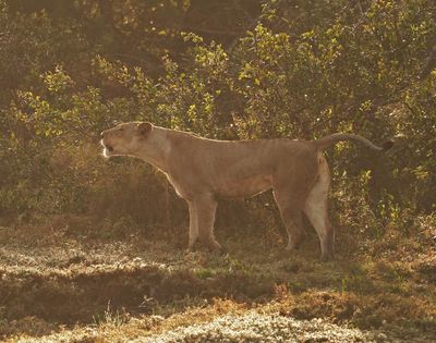 Leeu / Lion