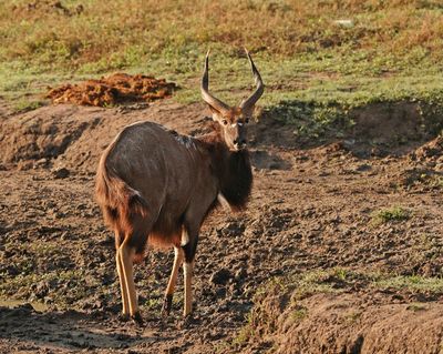 Njala / Nyala