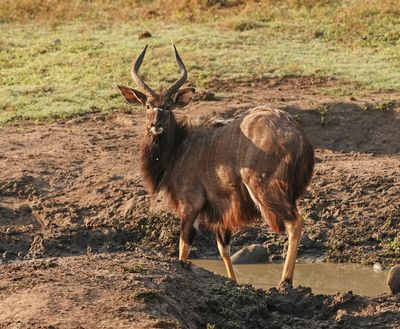 Njala / Nyala