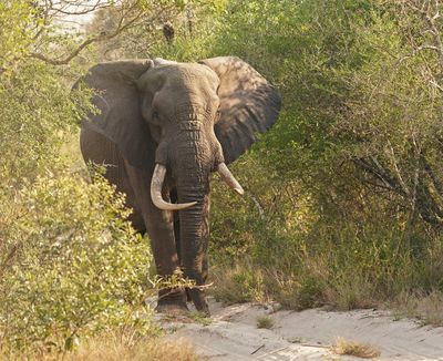 Savanne-olifant / African Elephant