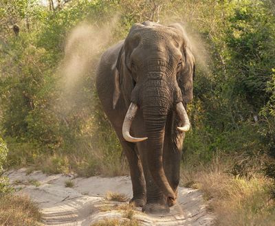 Savanne-olifant / African Elephant