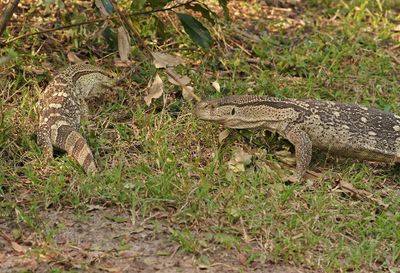 Veldlikkewaan / Rock Monitor