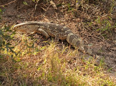 Veldlikkewaan / Rock Monitor