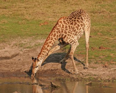 Kameelperd / Giraffe