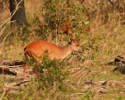 Rooiduiker / Red Forest Duiker