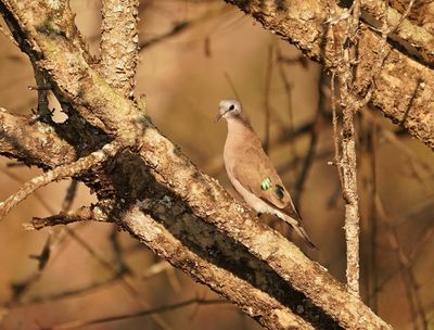 Groenvlerkduiffie / Emerald-spotted Wood Dove