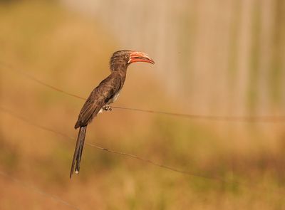 Gekroonde Neushoringvoël / Crowned Hornbill