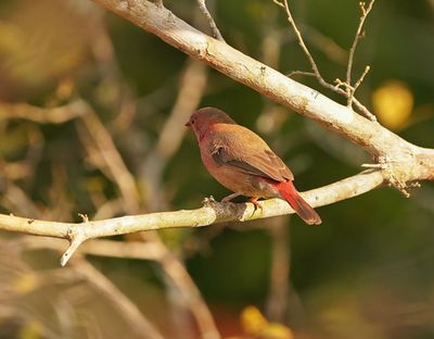Rooibekvuurvinkie / Red-billed Firefinch