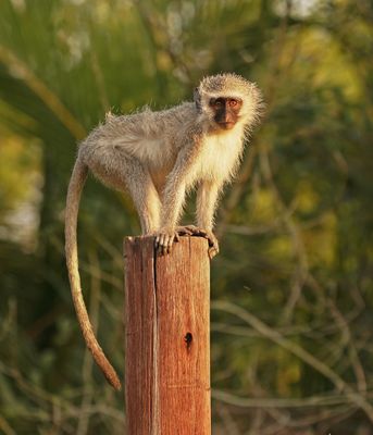 Blouaap / Vervet Monkey