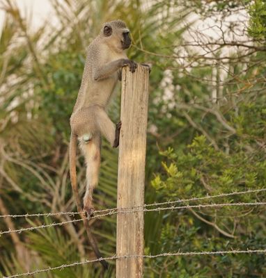 Blouaap / Vervet Monkey