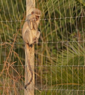 Blouaap / Vervet Monkey